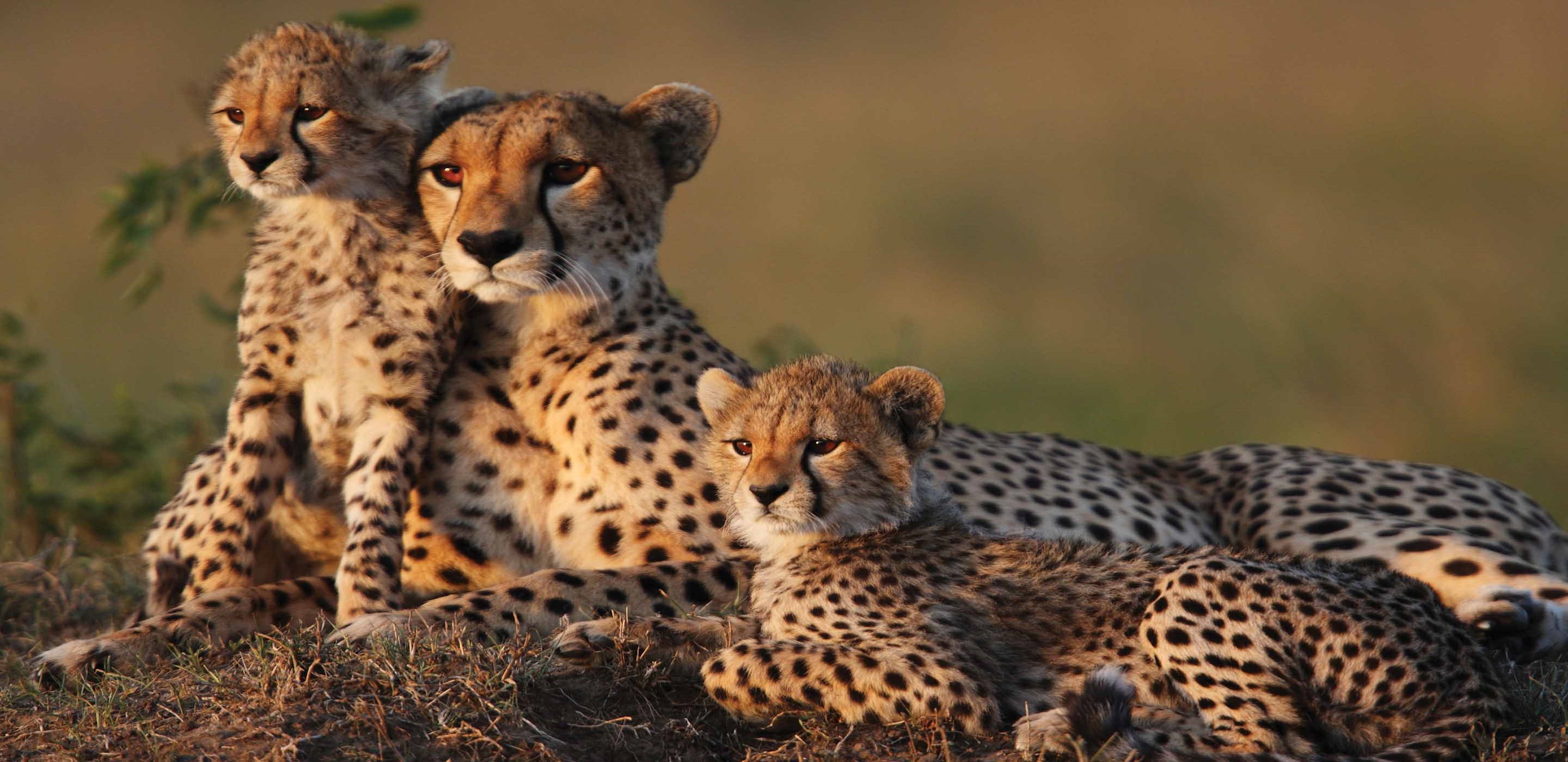 Africa Tours & African Safaris Tauck Africa Tours & African Safaris Tauck