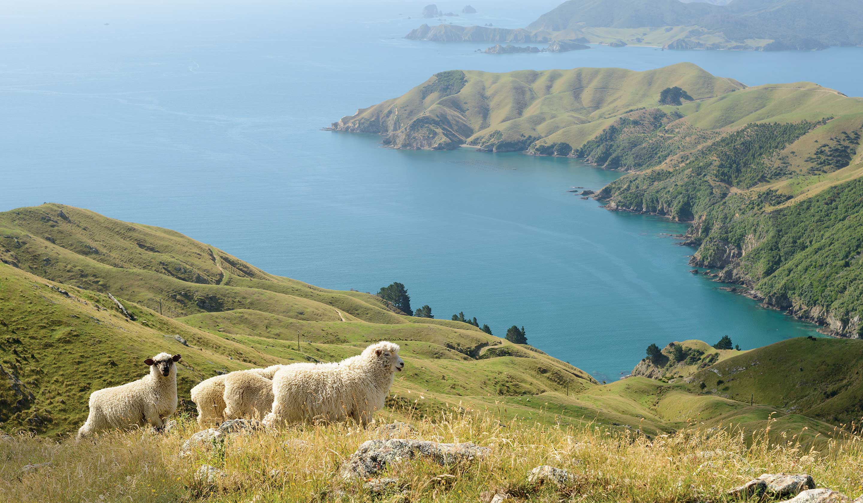 New Zealand Tours